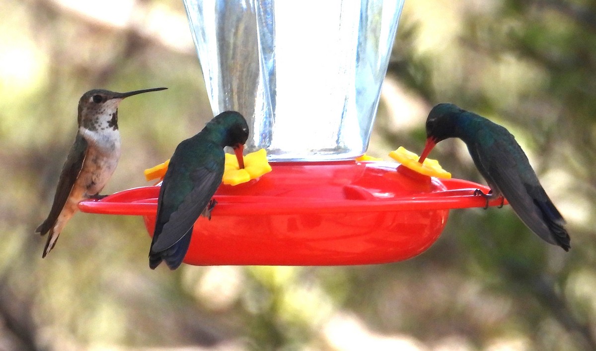 Rufous Hummingbird - ML638966286