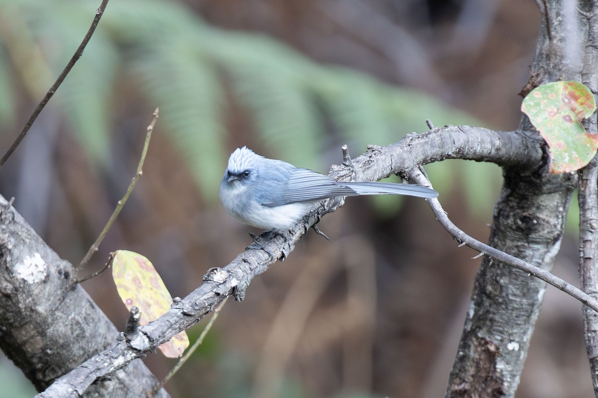 White-tailed Blue Flycatcher - ML638966289
