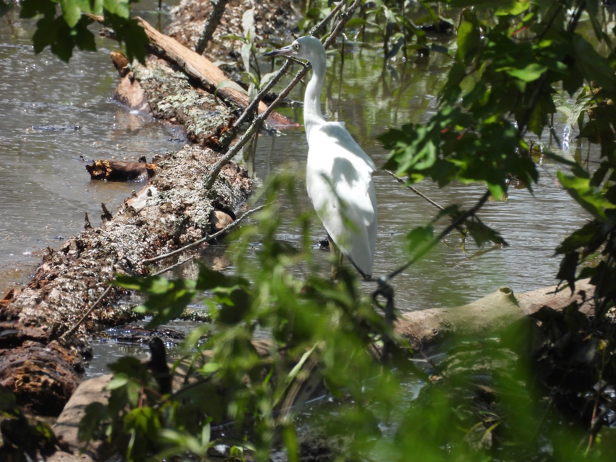 Little Blue Heron - ML638966291