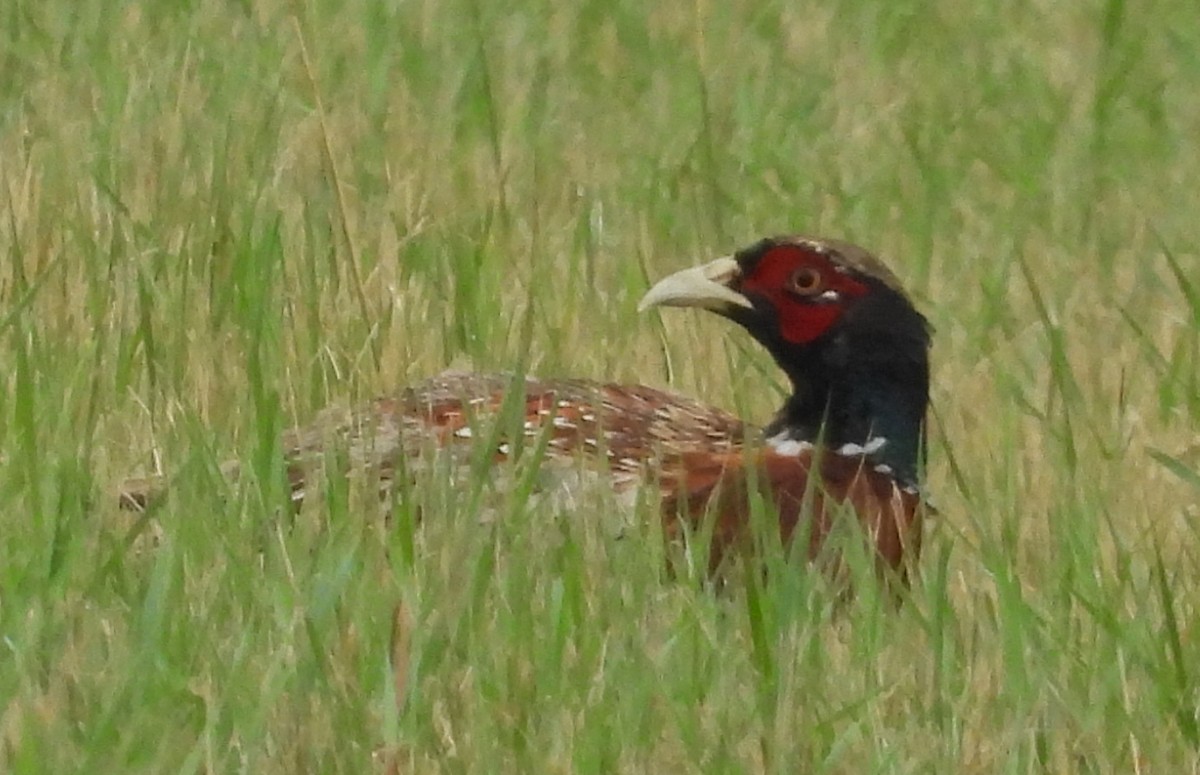 Ring-necked Pheasant - ML638966295