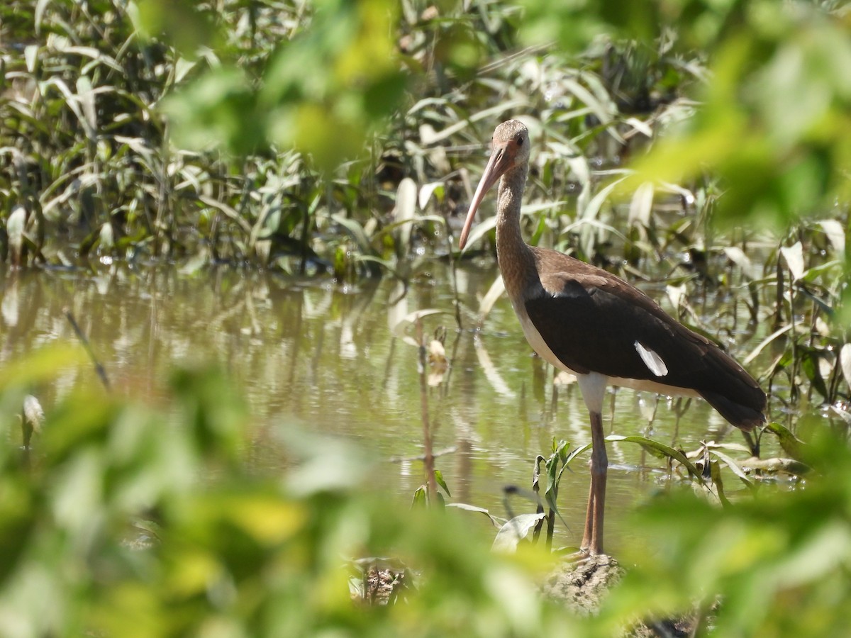 White Ibis - ML638966297
