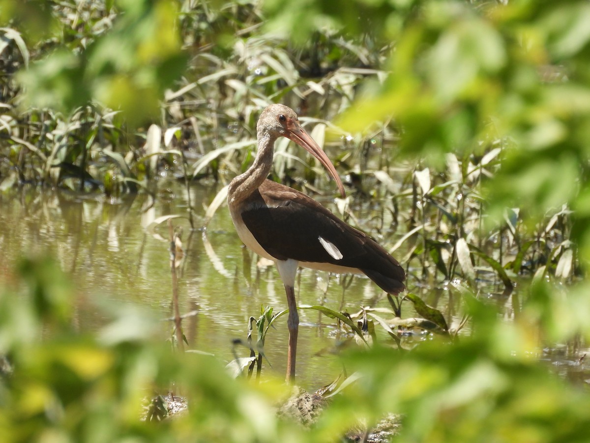 White Ibis - ML638966298