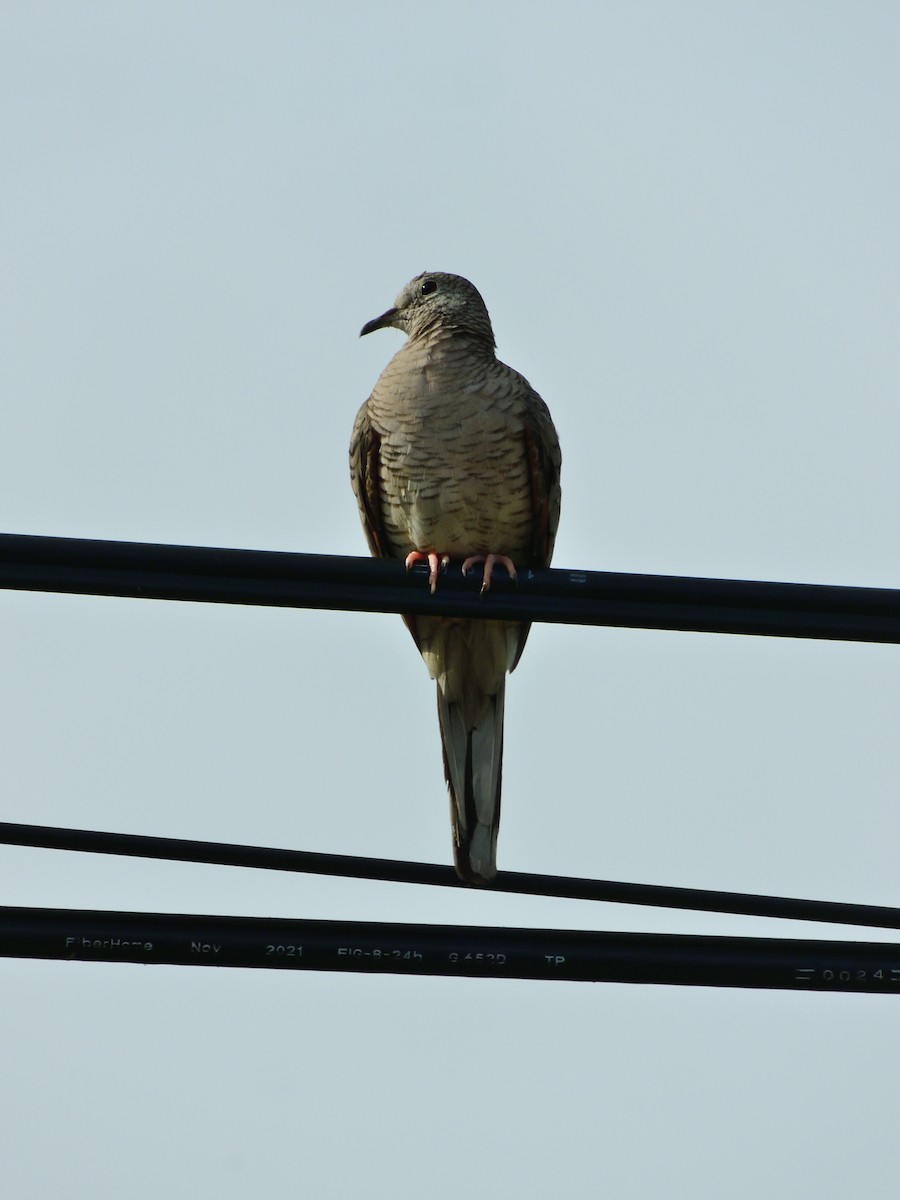 Inca Dove - ML638966299