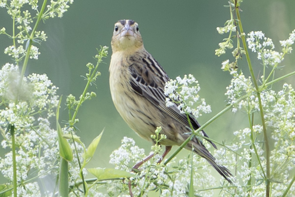 Bobolink - ML638966302
