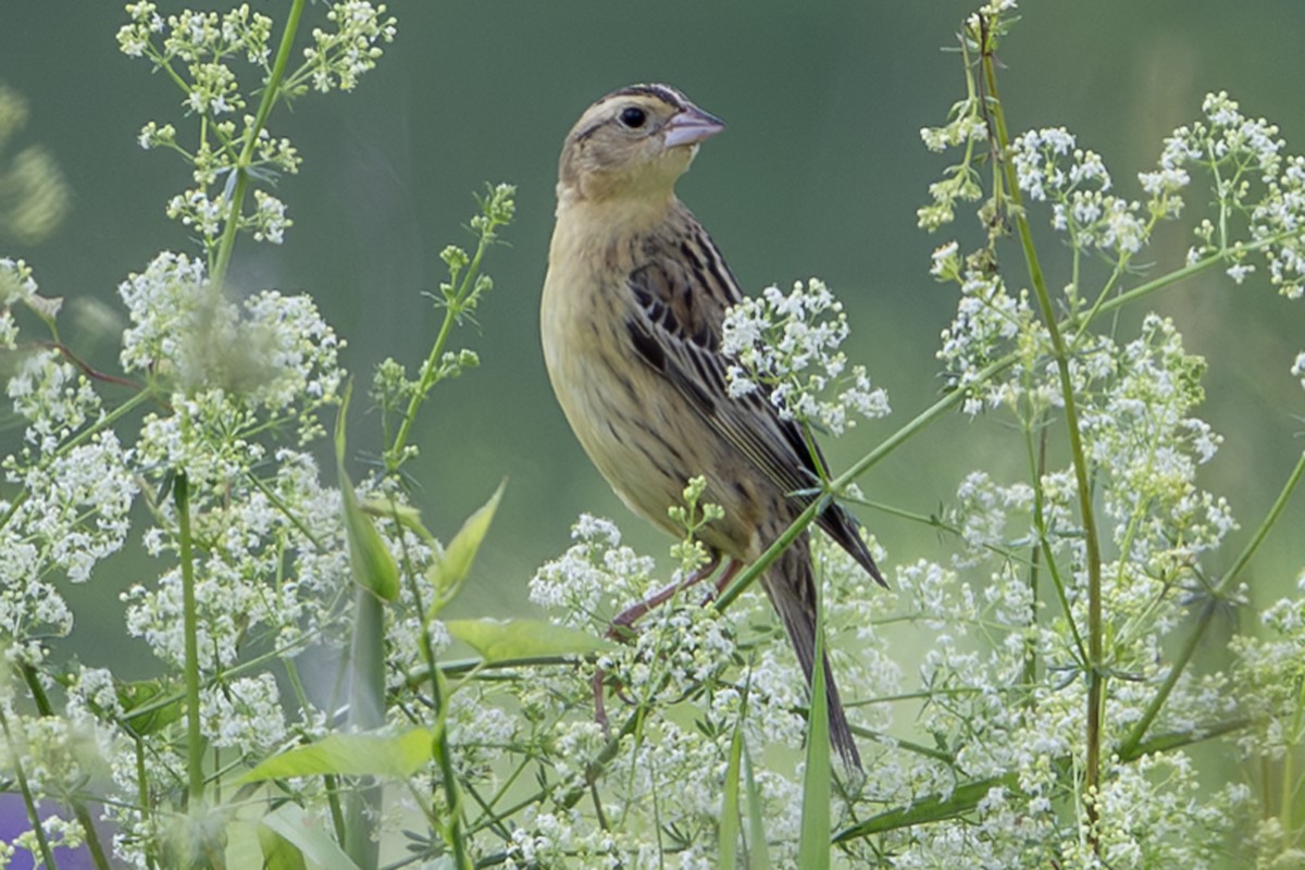 Bobolink - ML638966303