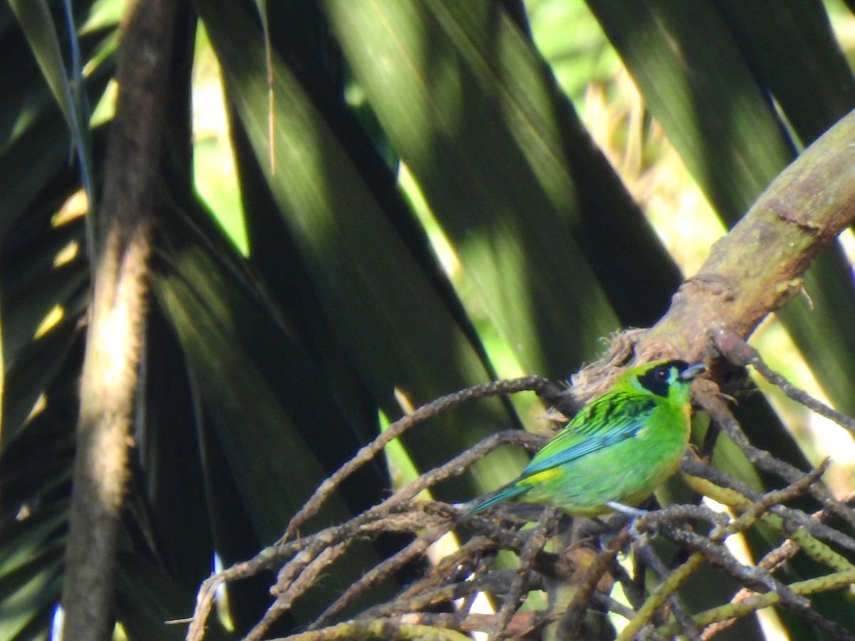 Green-and-gold Tanager - ML638966305
