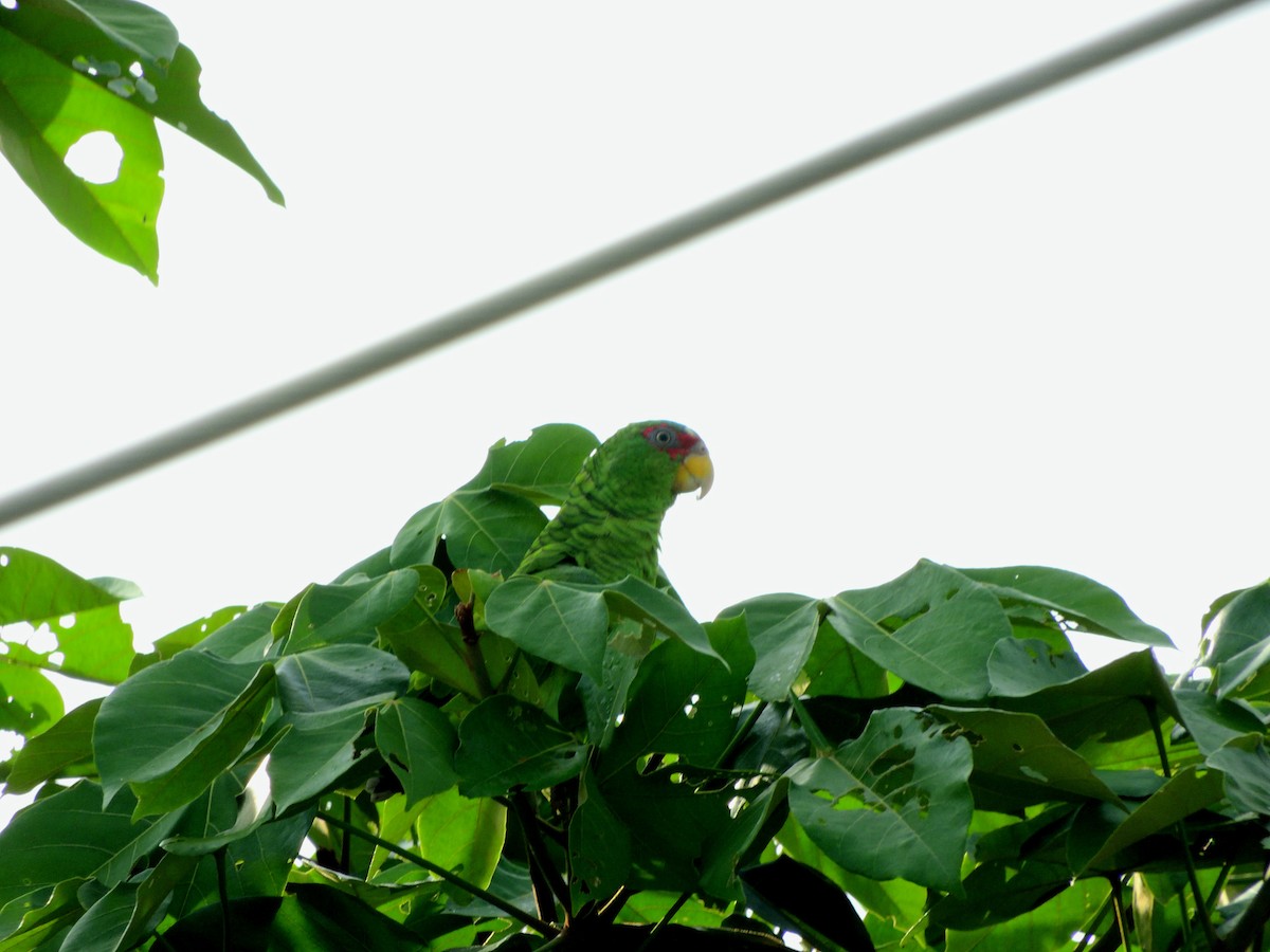 White-fronted Amazon - ML638966306
