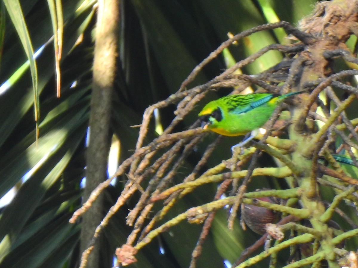 Green-and-gold Tanager - ML638966307