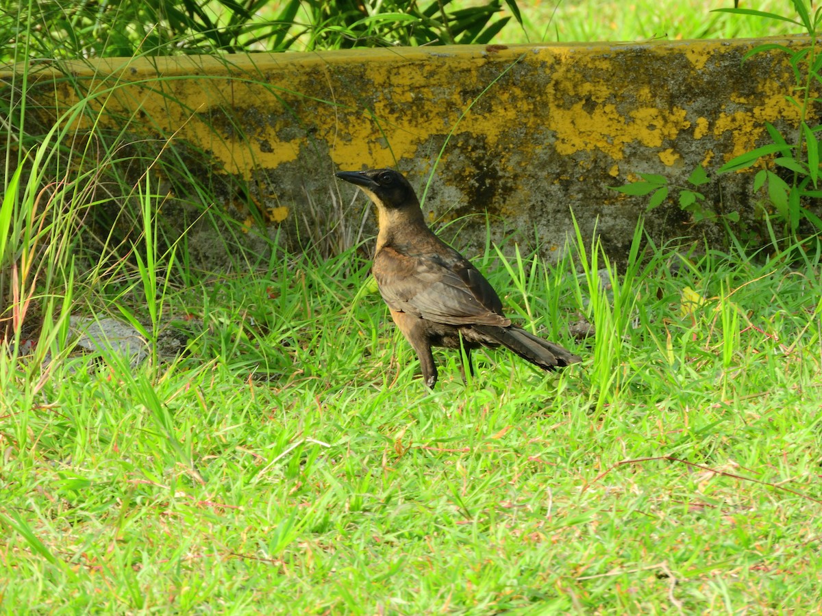 Great-tailed Grackle - ML638966311