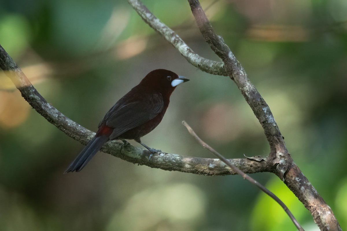 Silver-beaked Tanager - ML638966328