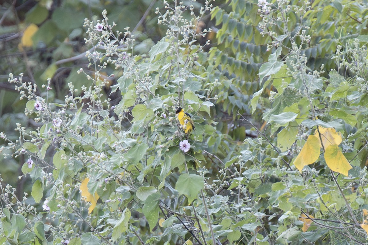 Black-chinned Weaver - ML638966339