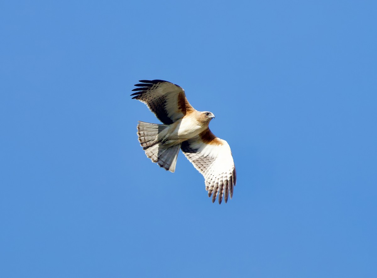 Little Eagle - ML638966369