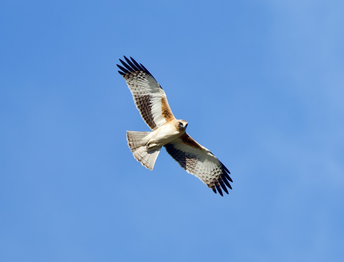 Little Eagle - ML638966377
