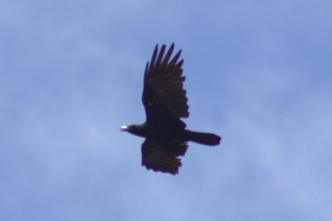 crow sp. - ML638966380