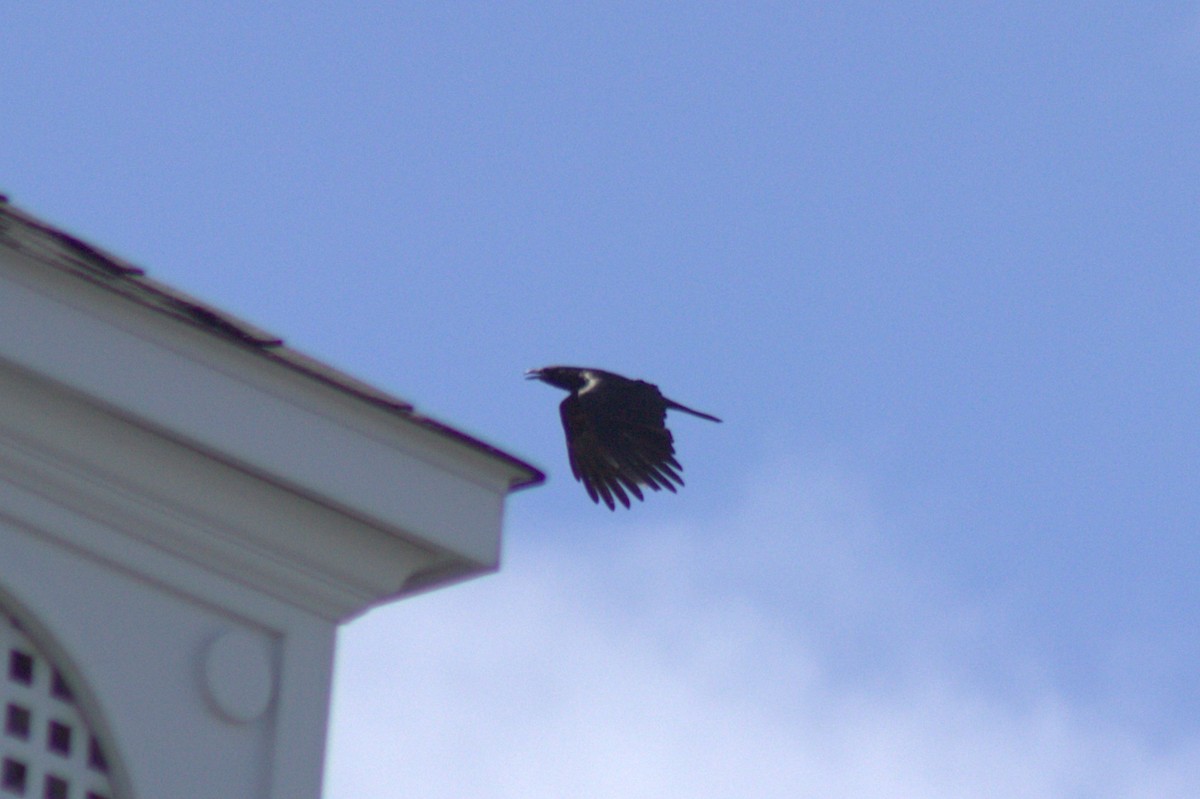 crow sp. - ML638966381
