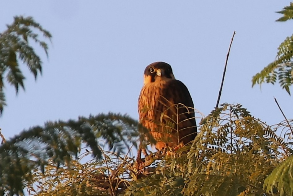 African Hobby - ML638966414