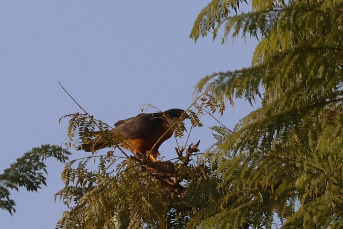 African Hobby - ML638966415