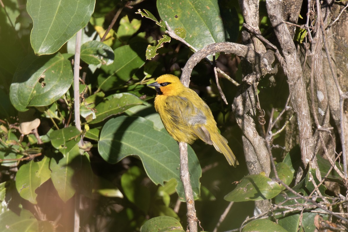 Spectacled Weaver - ML638966425