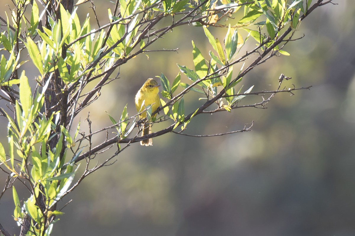 African Yellow-Warbler - ML638966430