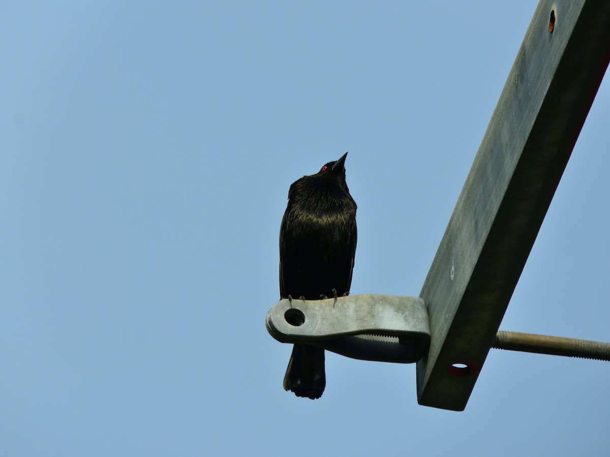 Bronzed Cowbird - ML638966459