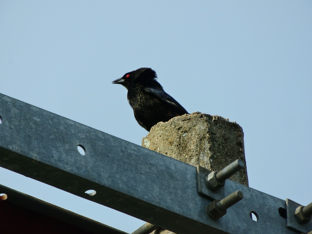 Bronzed Cowbird - ML638966460