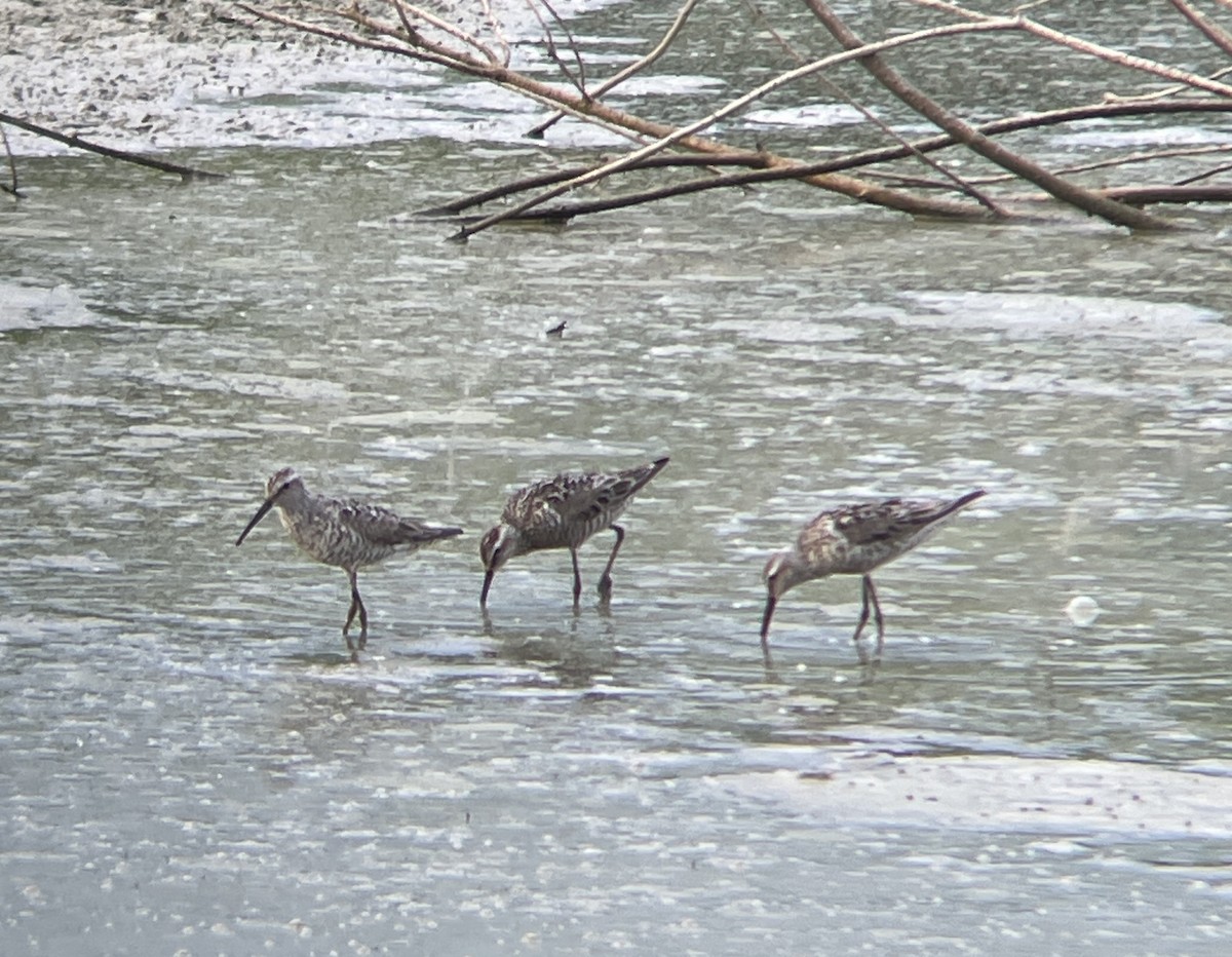 高蹺濱鷸 - ML638966494