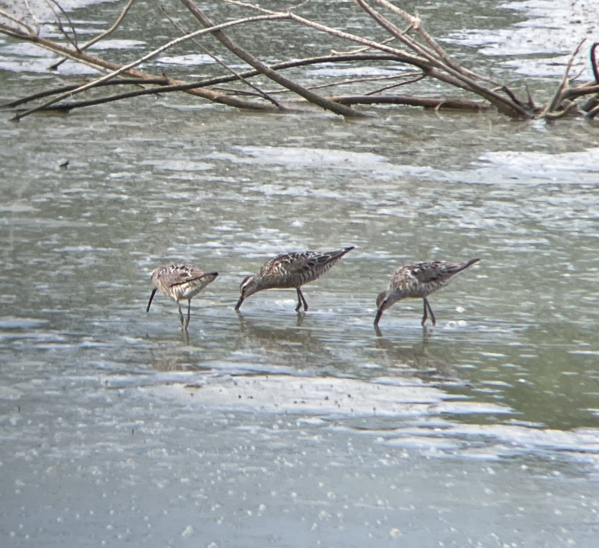 高蹺濱鷸 - ML638966496