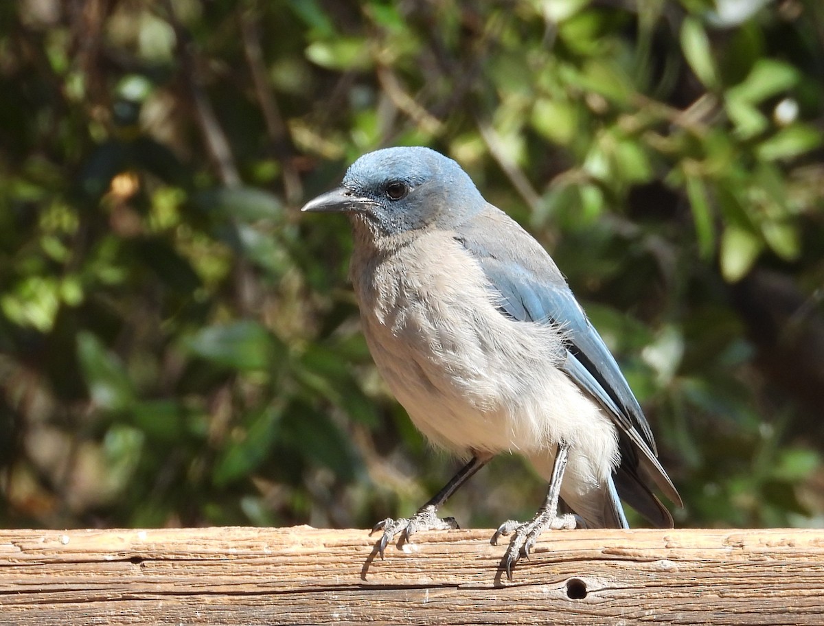 Mexican Jay (Arizona) - ML638966499