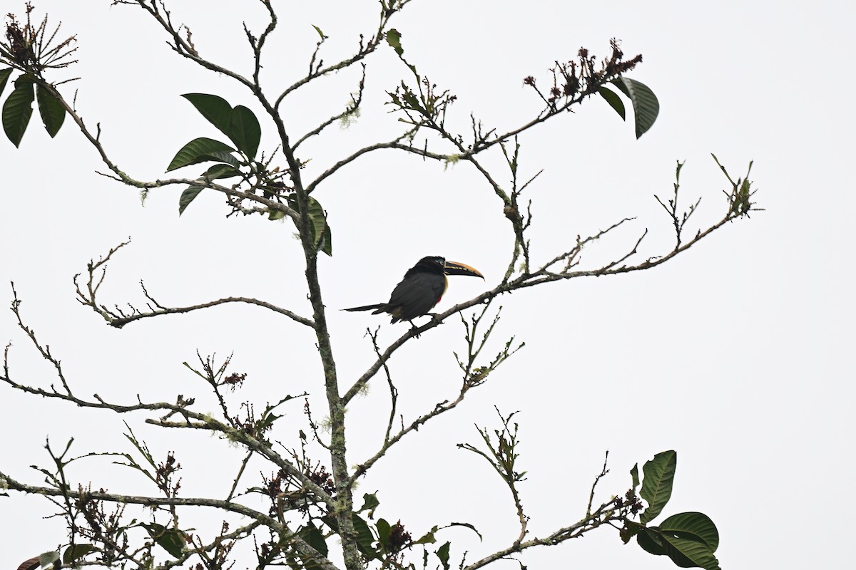 Araçari à oreillons roux - ML638966506