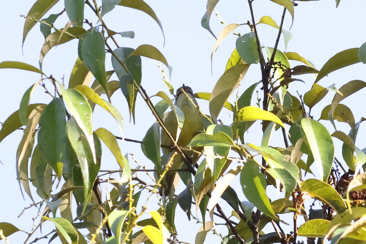 Island Leaf Warbler - ML638966522