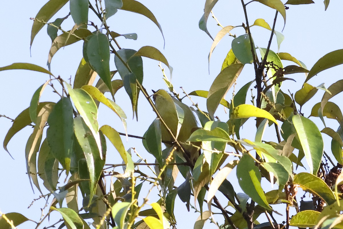 Island Leaf Warbler - ML638966523