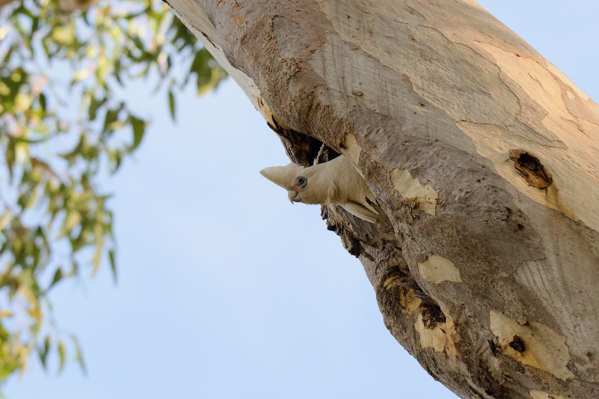 Little Corella - ML638966537