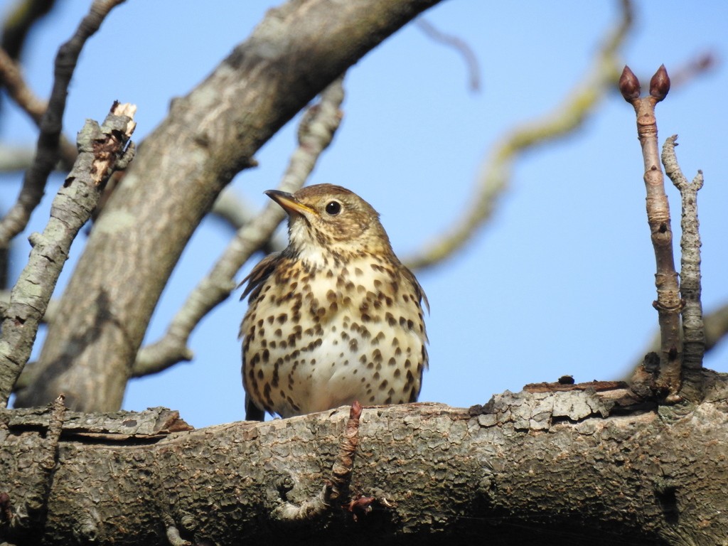 Song Thrush - ML638966540