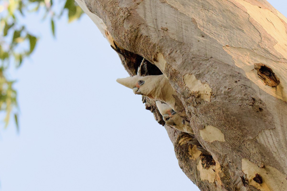 Little Corella - ML638966541