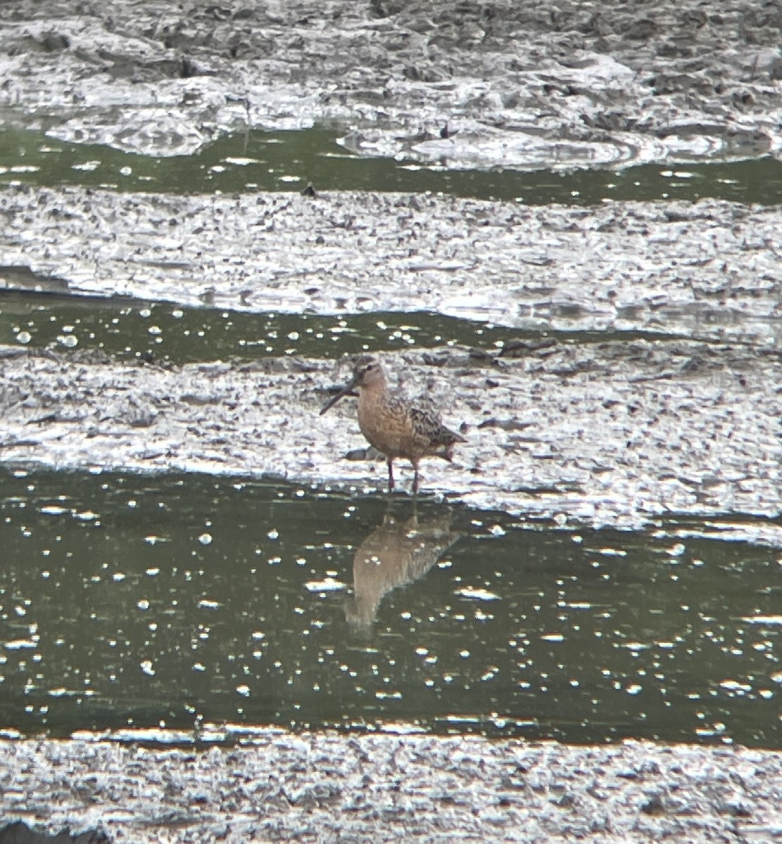 短嘴半蹼鷸 - ML638966563