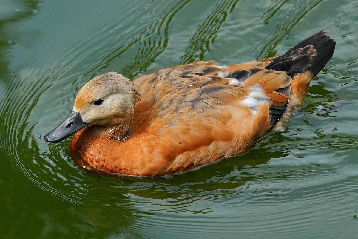 Хондон ангир - ML638966565