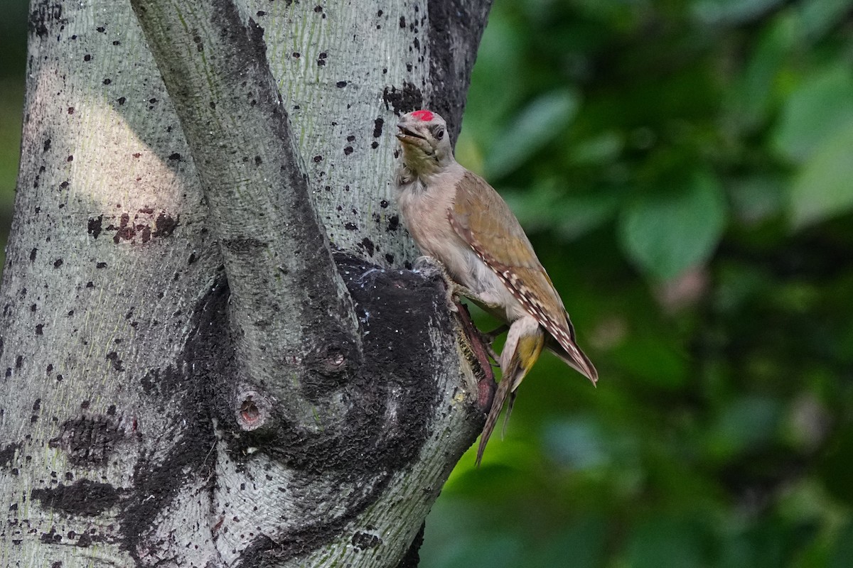 žluna šedá (ssp. canus/jessoensis) - ML638966577