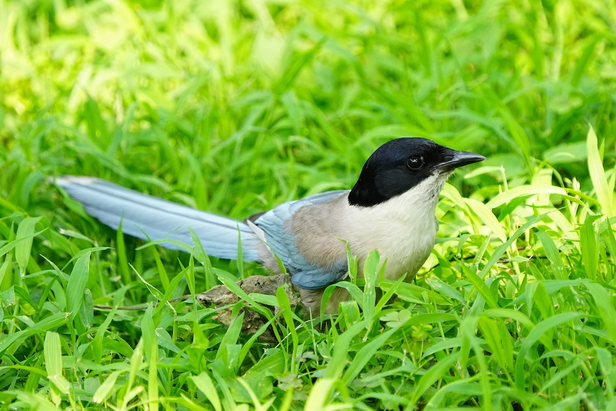 Azure-winged Magpie (Azure-winged) - ML638966581