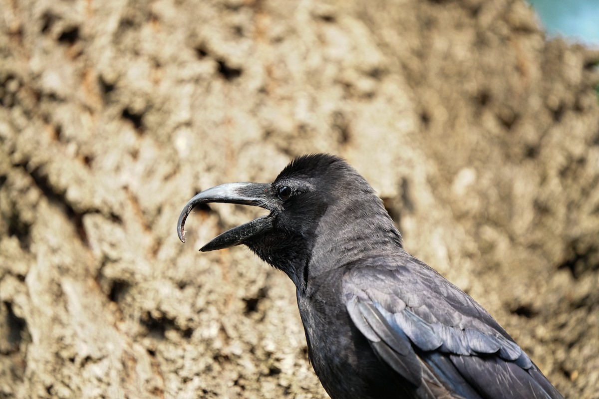Large-billed Crow (Large-billed) - ML638966585