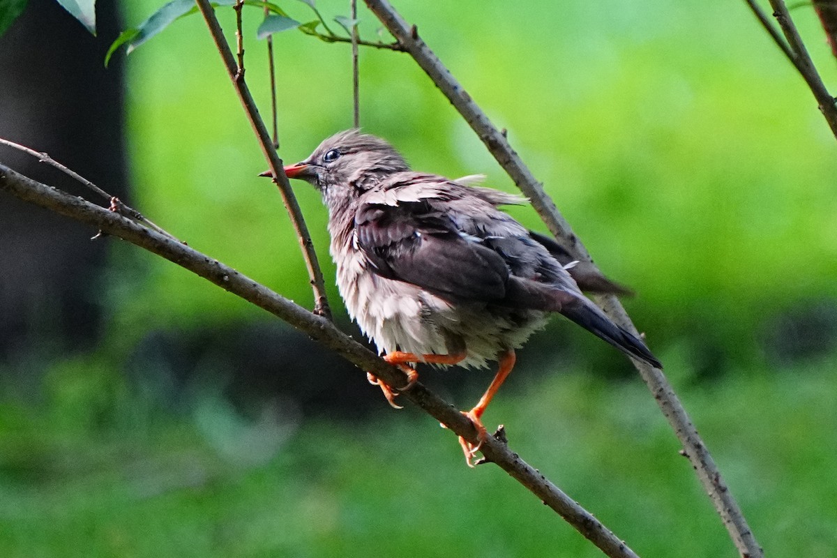 Улаан хошуут тодол - ML638966590