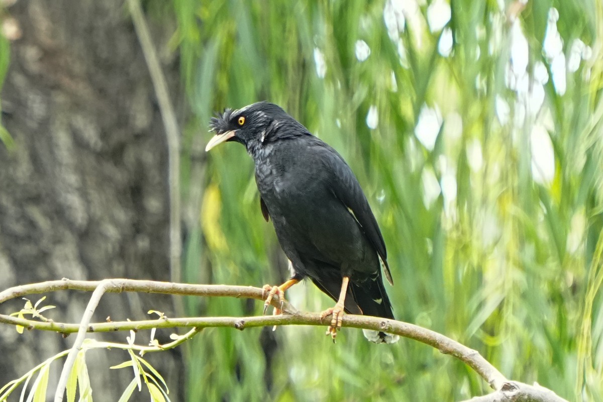 Тольт хар тодол - ML638966593