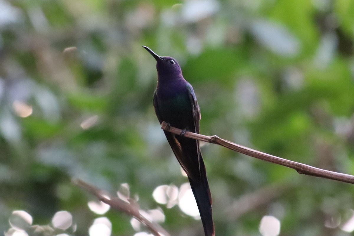 Colibri hirondelle - ML638966610