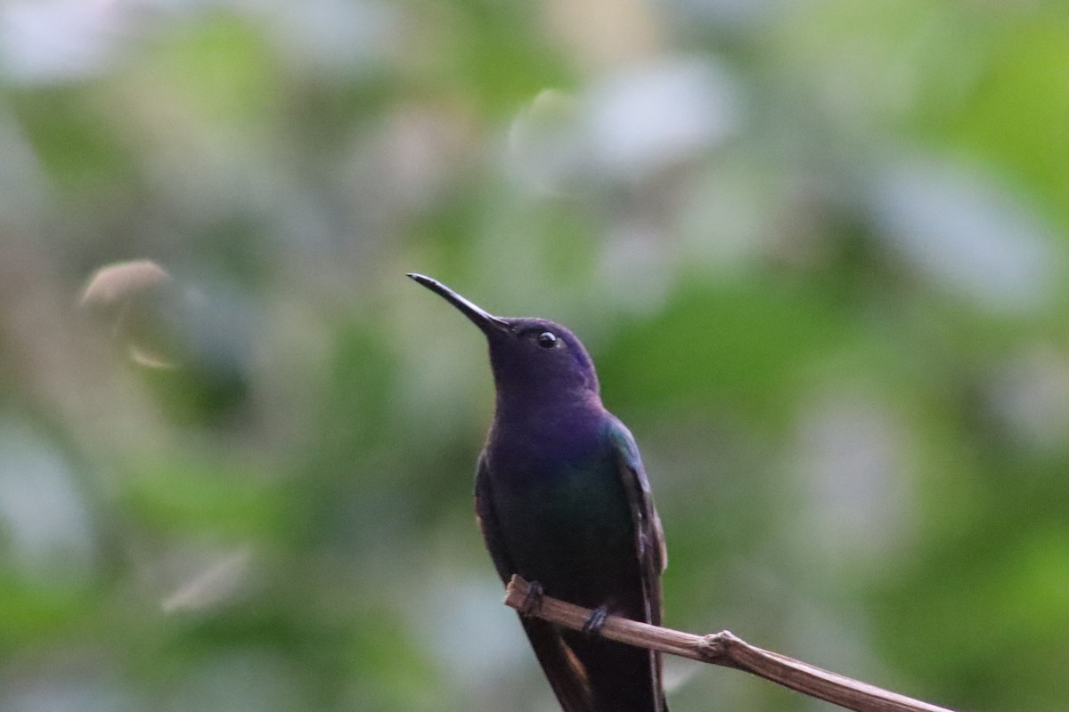 Colibri hirondelle - ML638966611