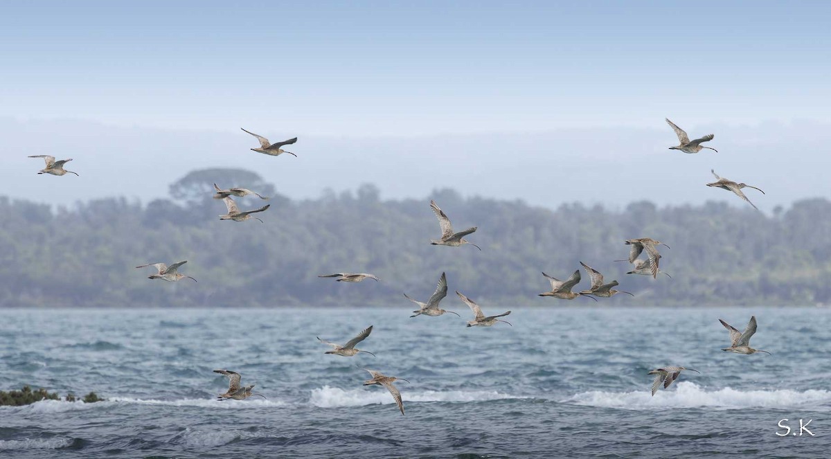 Мадагаскар тутгалжин - ML638966657