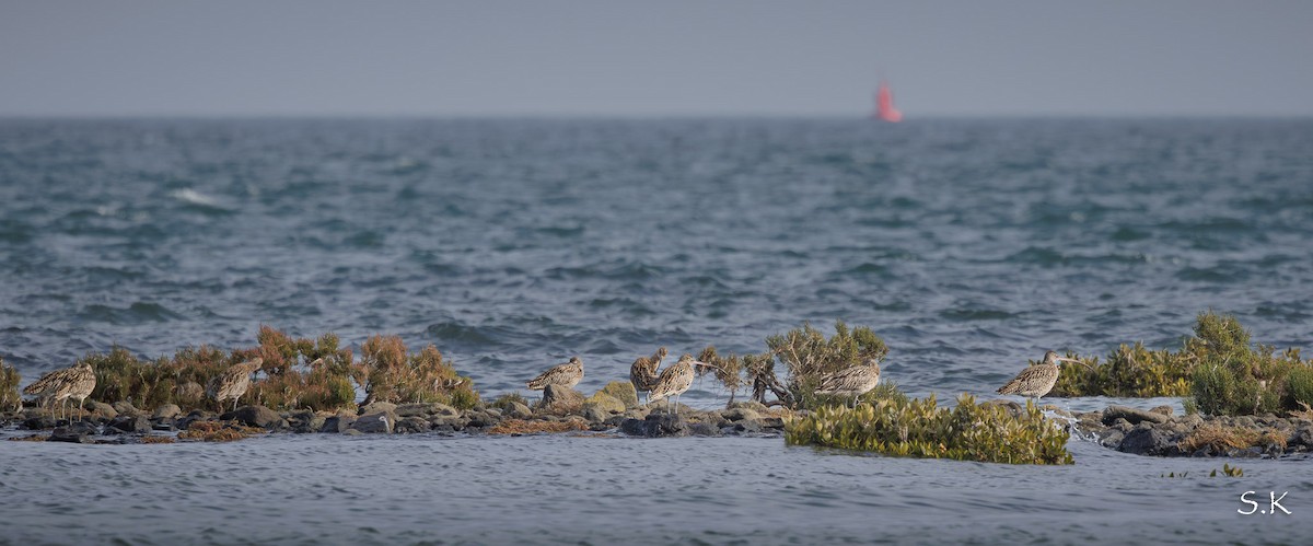 Мадагаскар тутгалжин - ML638966661