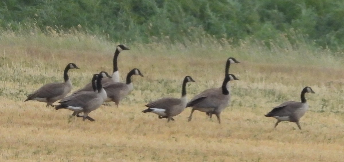 ברנטה קנדית - ML638966666