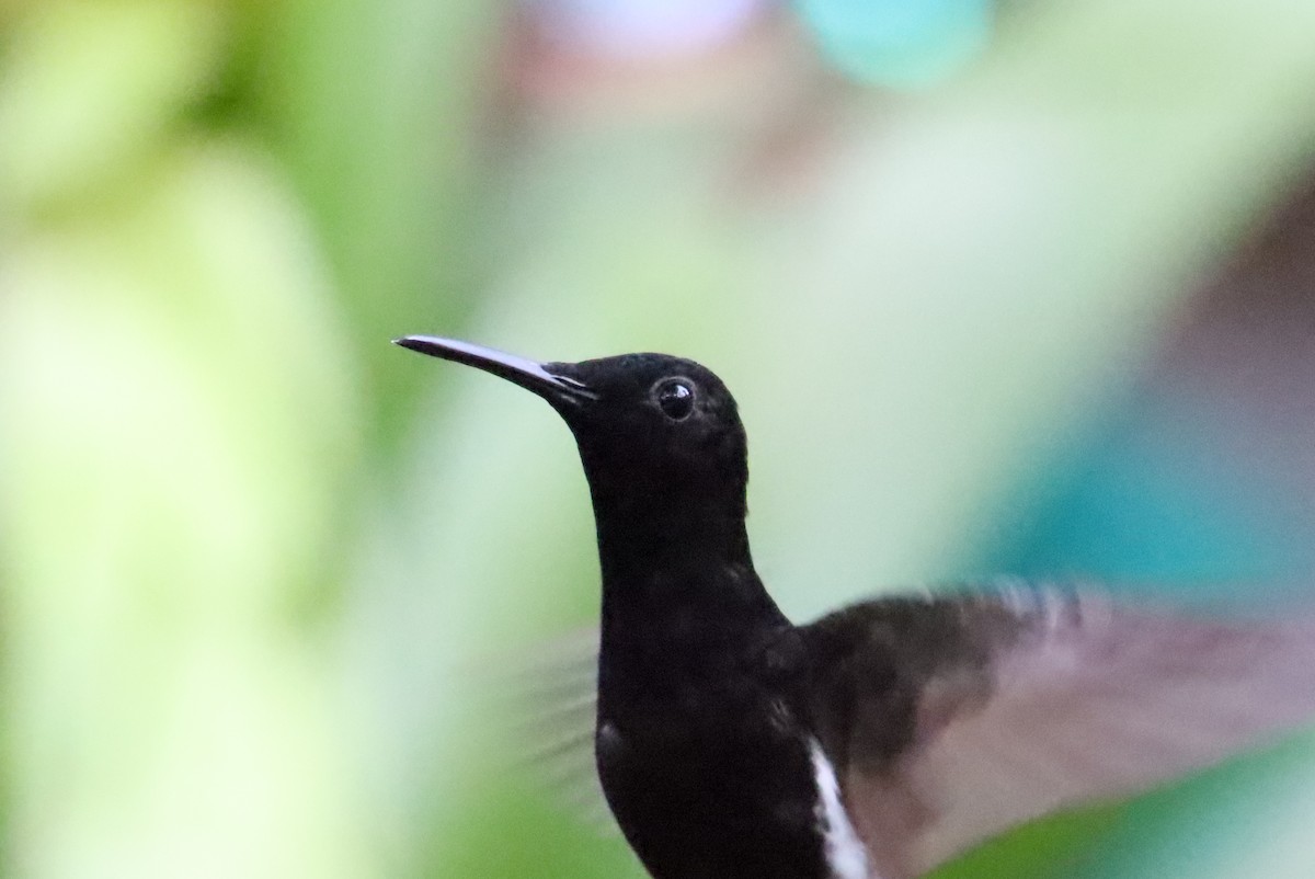 Colibri demi-deuil - ML638966692