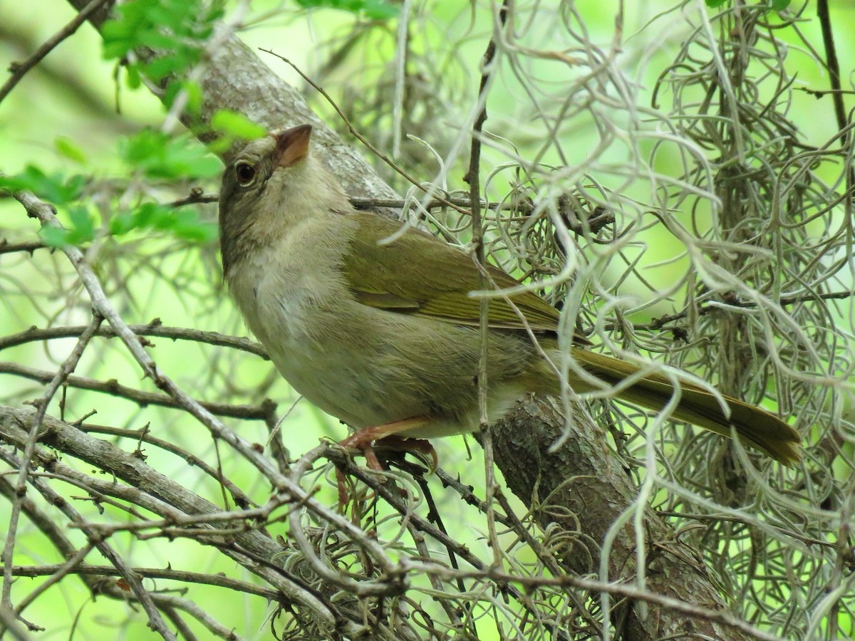 Olive Sparrow - ML638966693