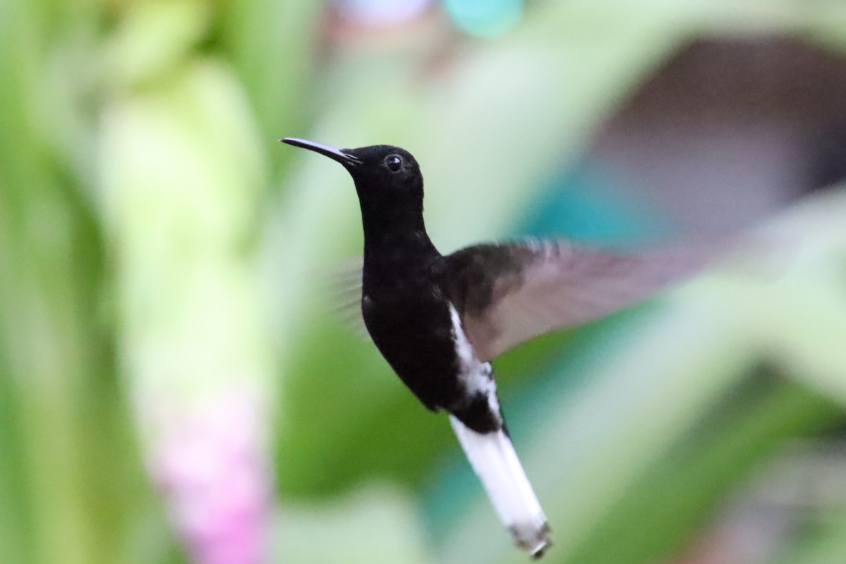 Colibri demi-deuil - ML638966694