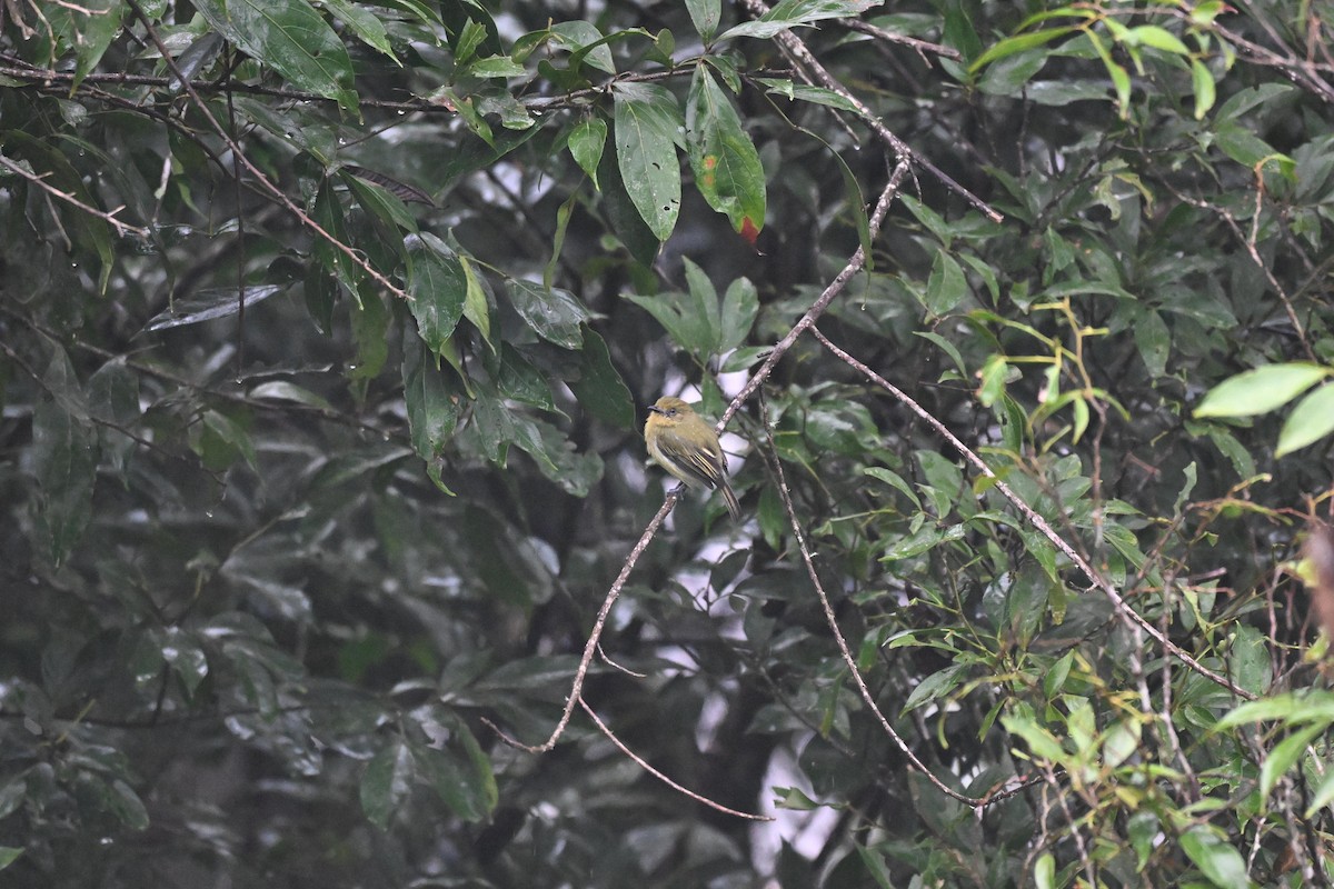 Olive-faced Flatbill - ML638966695